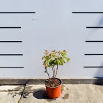 Malina (Rubus idaeus) ‘BON BON BERRY® YUMMY’ - výška 20-30 cm, kont. C1,5L - KOMPAKTNÁ, NÍZKORASTÚCA, BALKONOVÁ